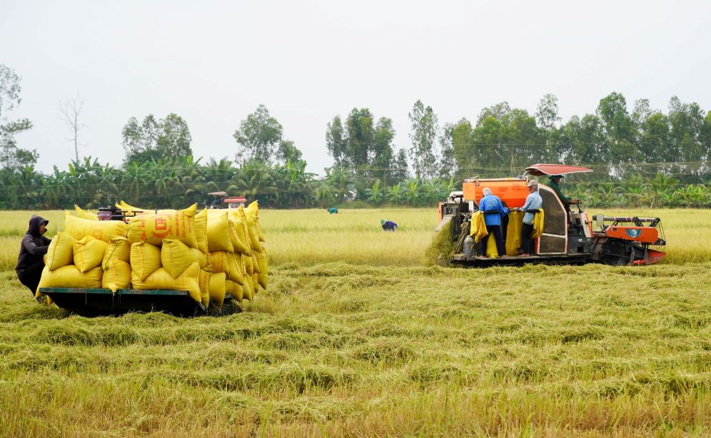 Nong dan To hop tac xa 30/4, xa Ho Dac Kien (TP Can Tho) thu hoach lua Dong Xuan som. Anh: Phuong Anh