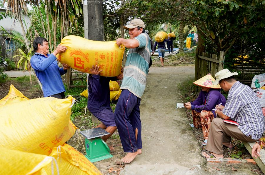 Lua ST25 duoc doanh nghiep thu mua voi gia on dinh. Anh: Phuong Anh