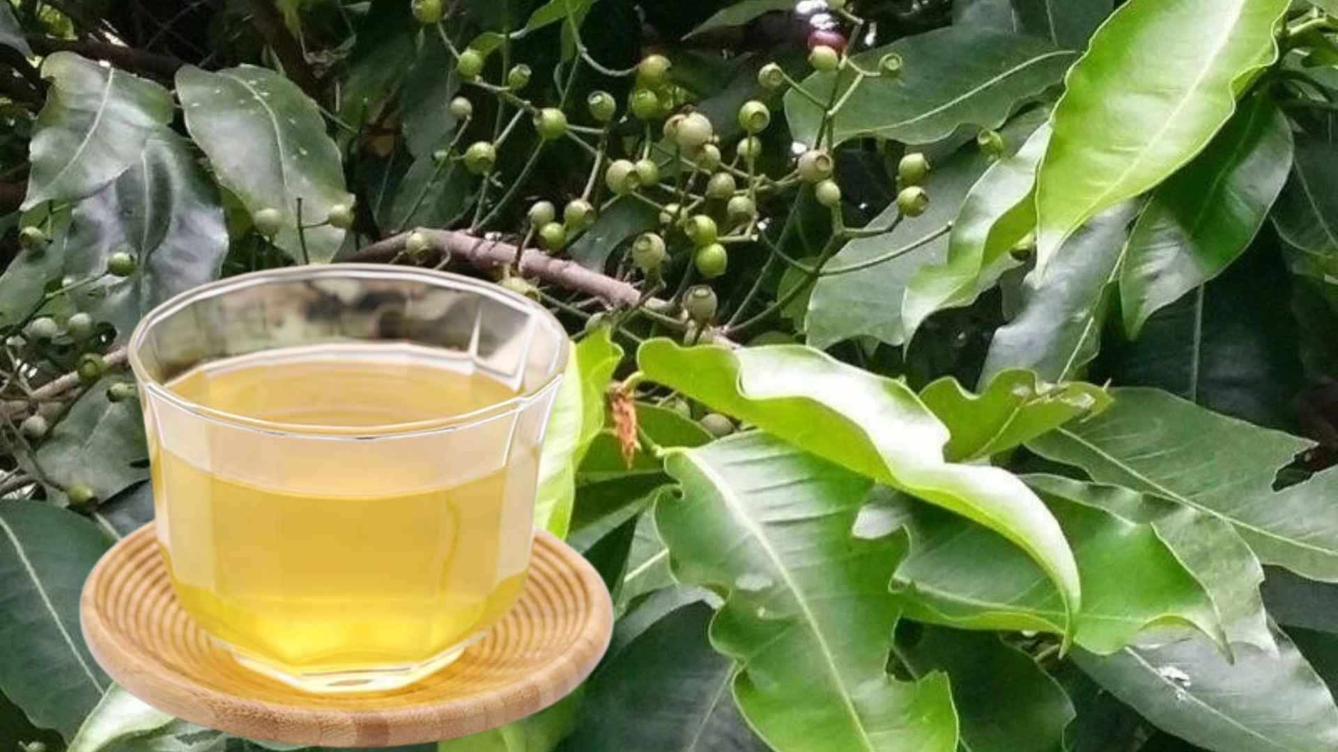 Drinking water with cool properties and a mild bitter taste is suitable for people with uric acid. Graphic photo: Huong Son