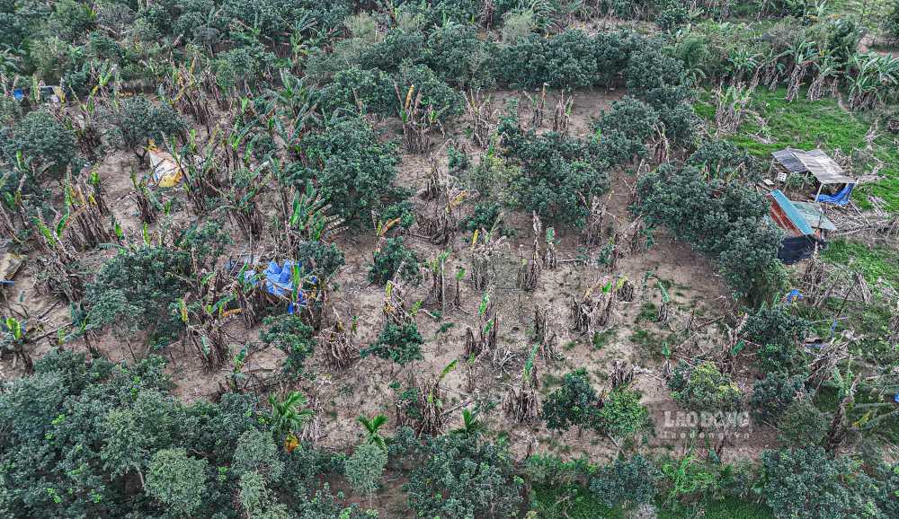 Theo ong Lai, nuoc lu dang cao va ngam vuon suot hon mot tuan khien nhieu cay thanh tra bi ton thuong nang. Vo cay xuat hien nam trang, thoi dan roi chet hang loat.  