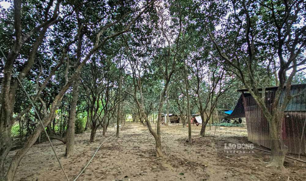 Cach do khong xa, vuon thanh tra hon 200 cay cua ong Vo Tran Tuan Kiet cung chiu chung so phan. Sau lu, khoang 100 cay da chet, phan lon la nhung cay o do tuoi 5–6 nam, tham chi co ca nhung cay hon 20 nam tuoi. 