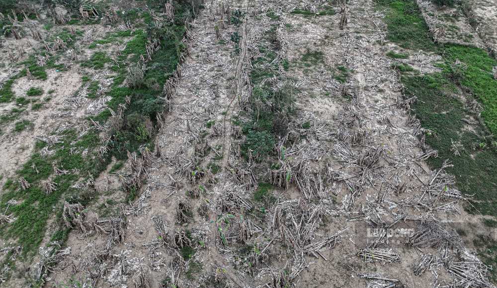 khong chi rieng hai ho tren, nhieu dien tich trong thanh tra khac cung bi chet hang loat sau lu. Nguoi dan buoc phai chat bo nhung cay khong con kha nang cuu chua de chuan bi trong moi.