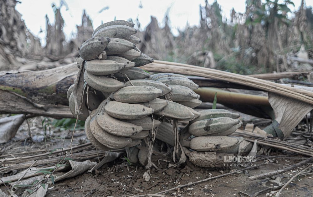 Gan nhu toan bo cay chuoi deu thoi re, nga sang mau xam den, boc mui. 