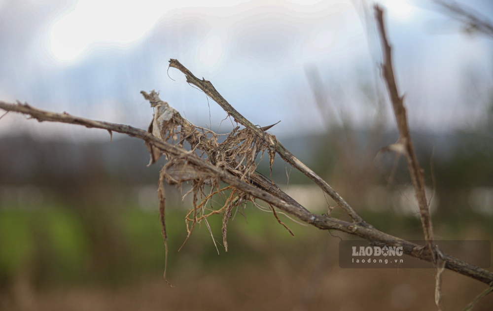 Cay thanh tra chet tro sau lu. 
