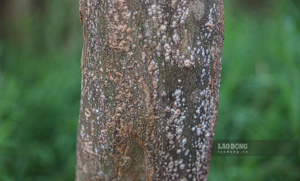 Tuy la cay van con kha xanh nhung re cay da thoi, than cay xuat hien nam trang.