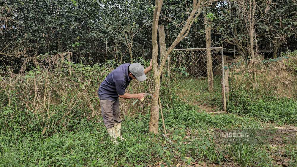 Theo ong Kiet, nuoc lu ngam qua lau lam hu da, thoi vo, nhieu cay con lai van co dau hieu tiep tuc chet them. Tinh trang tuong tu tung xay ra vao nam 2020 voi muc do thiet hai khong kem.
