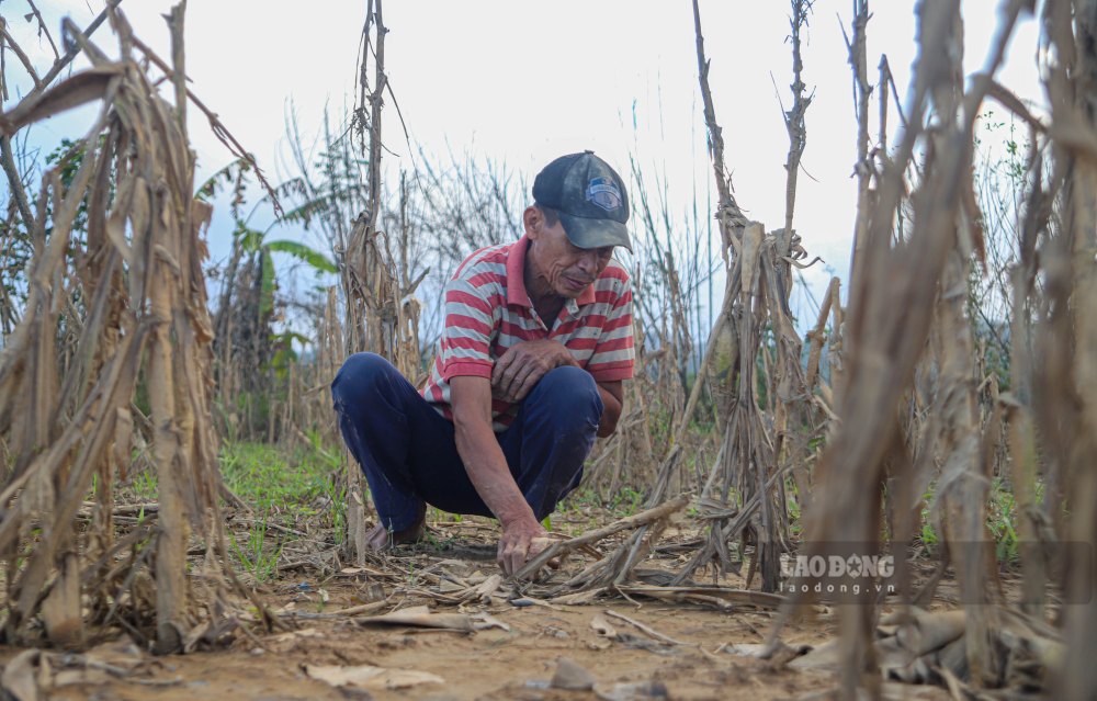 Duoi manh vuon rong khoang 5.000m² ven song Huong, ong Dang Lai, 68 tuoi, tru tai phuong Thuy Xuan, lang le thu don nhung goc thanh tra, chuoi, cay ngo da heo ru sau dot lu lich su.