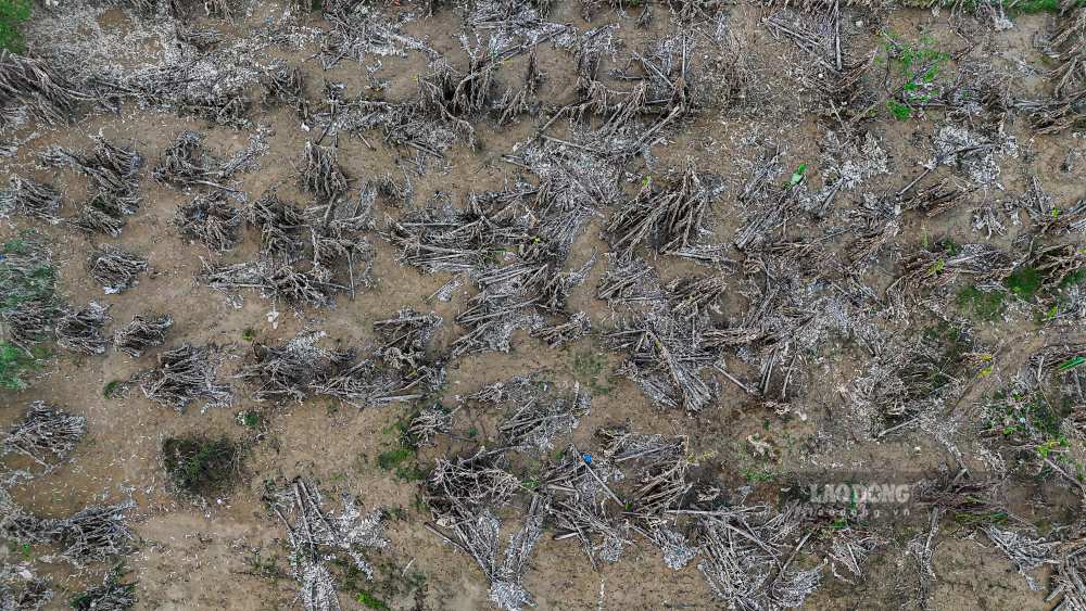 Thanh tra chet, nhieu loai cay nong san khac cung chet theo. Tren hinh la vuon chuoi cua mot ho dan, cay chet nam la liet, trang vuon.