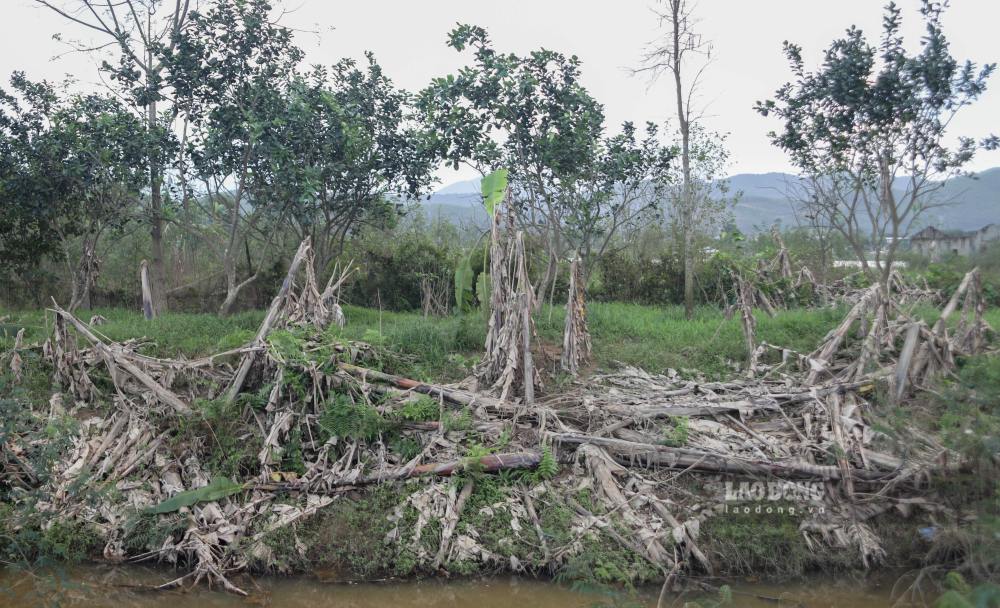 Theo UBND phuong Thuy Xuan, toan phuong hien co khoang 180 hec-ta thanh tra voi 700 ho trong. Thong ke trong vu mua vua qua, nang suat binh quan dat 8 tan/hec-ta, tuong duong 220 trieu dong/hec-ta, tong gia tri uoc tinh khoang 20 ti dong. Hien dia phuong dang thong ke thiet hai cua cay thanh tra cung nhu cac loai cay nong san khac. 