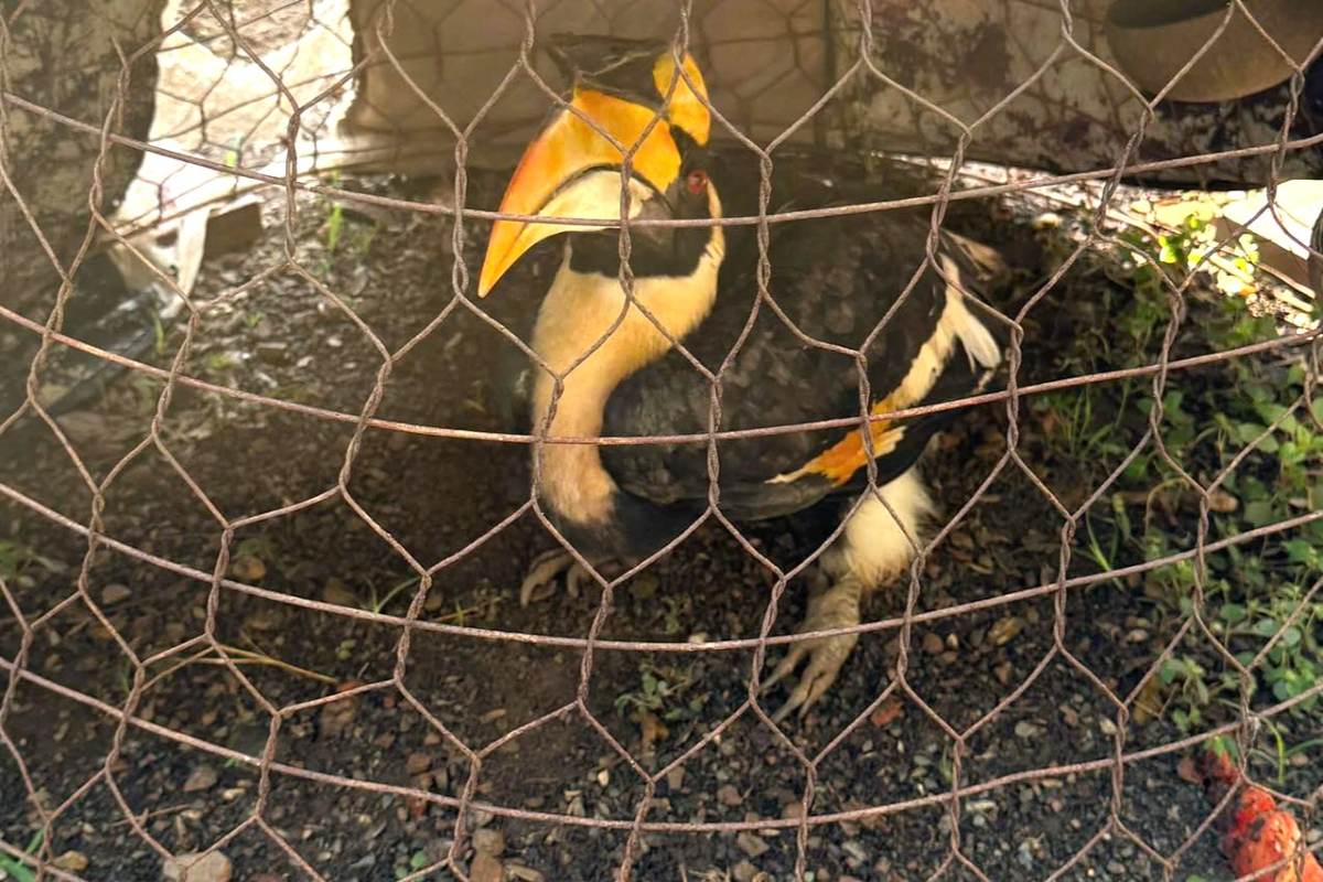 귀한 새 한 마리가 기능 기관에 인도되었습니다. 사진: DD 인민위원회