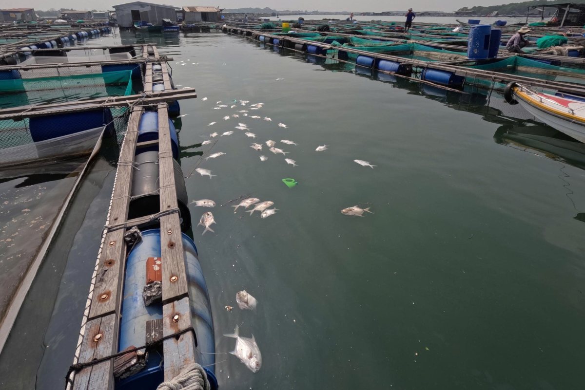 12월 29일 아침 호치민시 롱선사 양식장에서 떼죽음. 사진: 칸 남