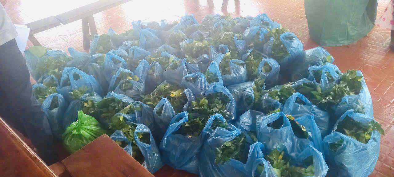 Tra Linh Commune People's Committee, Da Nang has donated more than 34,000 Ngoc Linh ginseng seedlings. Photo: Tra Linh