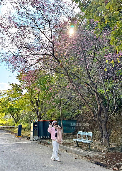 Du khach check-in hoa anh dao tai Cua khau giao thuong giua Viet Nam - Lao. Anh: Quang Dat