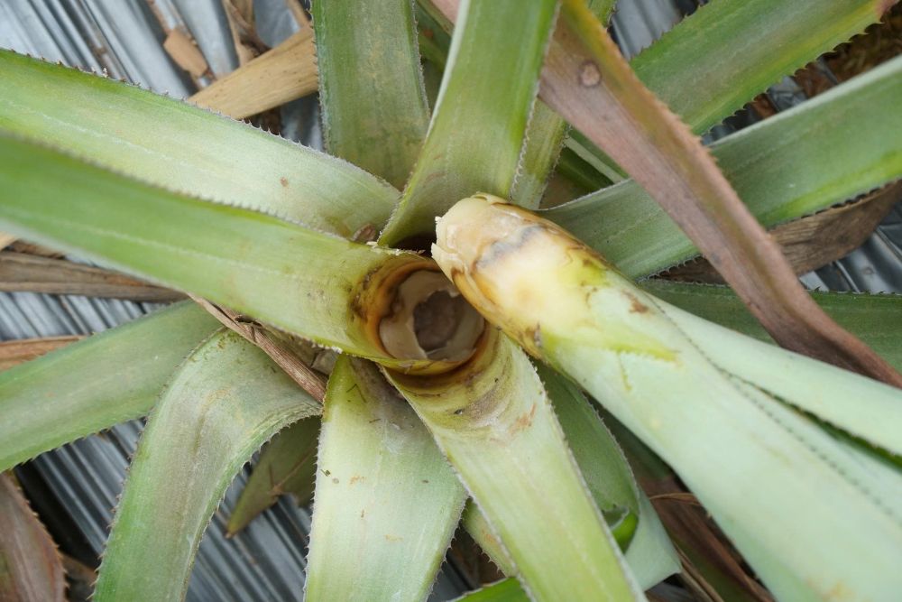 Tinh trang dua bi thoi goc, chet hang loat tai phuong Quang Trung, tinh Thanh Hoa. Anh: Quach Du