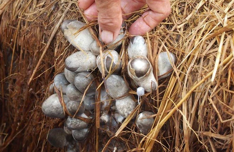 Straw mushroom prices in the Mekong Delta are at a high level. Photo: Phuong Anh
