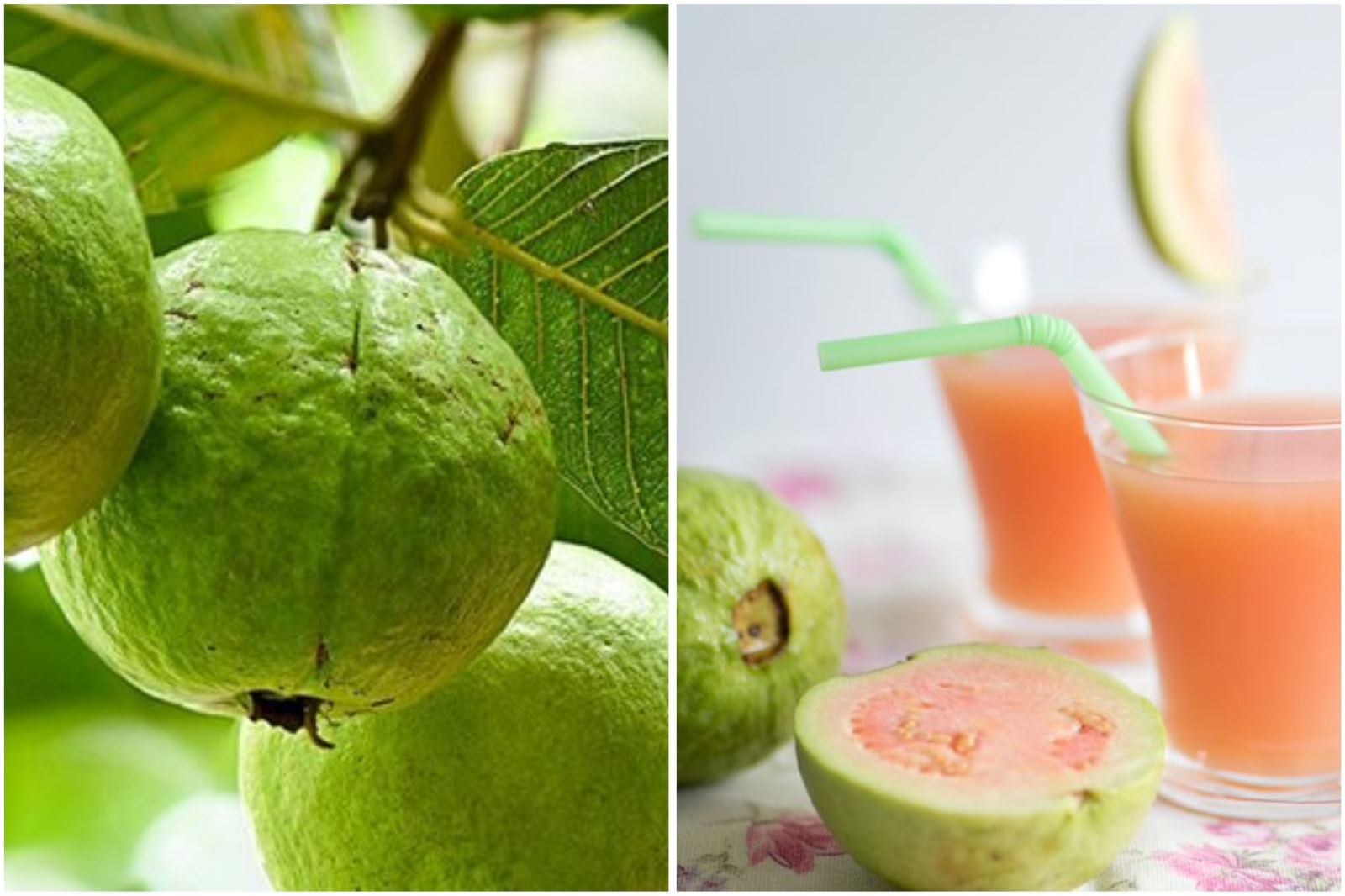 Guava brings many health benefits, including supporting blood sugar control... Graphics: Thanh Thanh