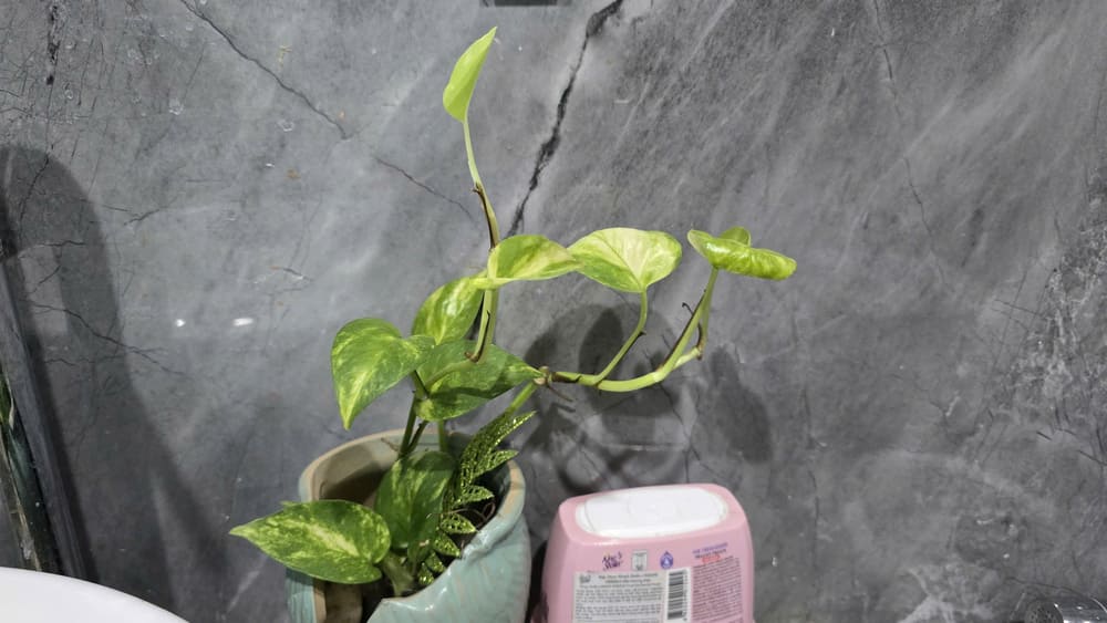 バスルームの緑を飾ることは、空気を浄化し、家族にリラックスをもたらすのに役立ちます。写真:トゥアン・ダット