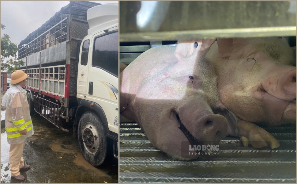 Trạm CSGT Tuy Phước (Phòng CSGT Công an tỉnh Gia Lai) bắt giữ 2 xe chở tổng cộng 72 con heo nghi nhiễm bệnh. Ảnh: Hoài Phương