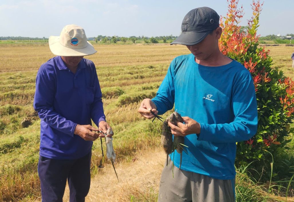 Chuot dong beo mam chay khap ruong sau mua gat, tro thanh “chien loi pham” hap dan. Anh: Tuan Lam