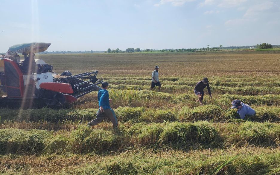 Nguoi dan xa Long Binh (tinh Dong Thap) san chuot dong ngay sau khi may gat di qua. Anh: Tuan Lam