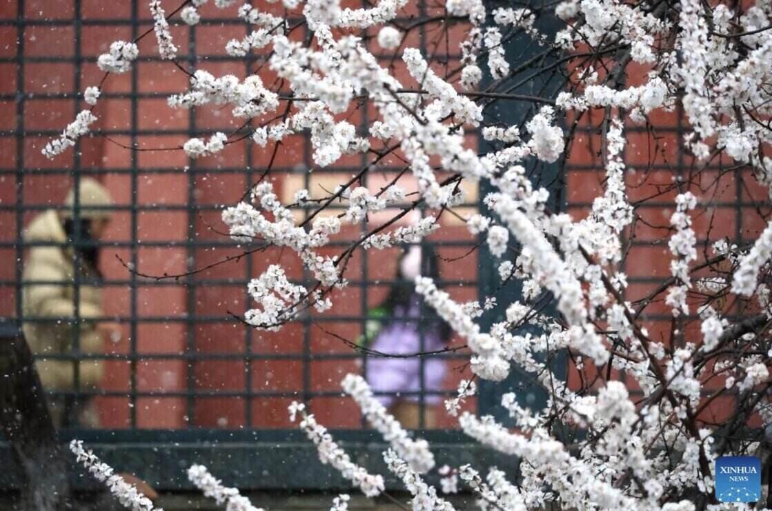 Strong cold air is covering China and moving south. Photo: Xinhua