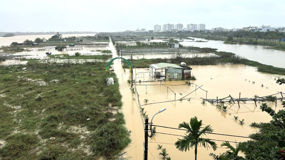 Vuon rau La Huong (TP Da Nang) trai qua 2 tran ngap nang khien rau mau hu hong hoan toan. Anh: Tran Thi