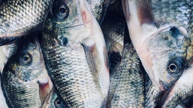 ロフィは良質な魚であり、尿酸値を効果的に下げるのに役立つ可能性があります。写真:クアン・ミン
