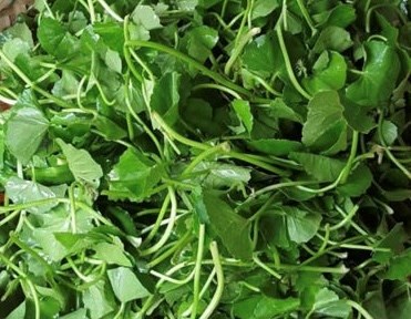 よりよく眠るために葉野菜を食べるべきです。写真:キエウ・ヴー.