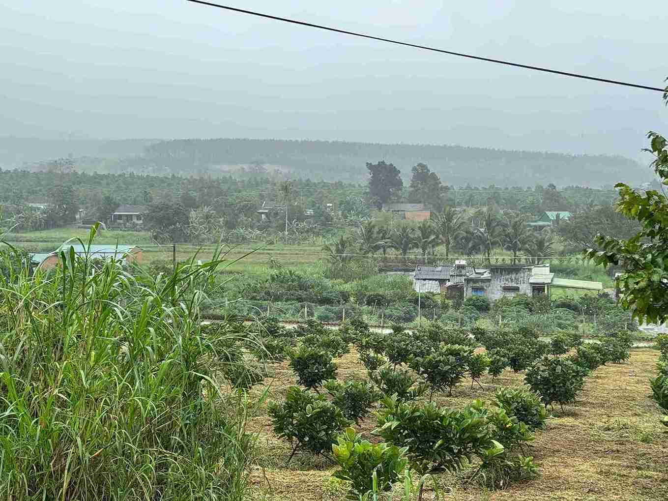 Ea Rieng 코뮌(Dak Lak 지방)은 넓은 토지를 가지고 있어 대규모 축산과 결합된 농업 개발에 투자할 수 있습니다. 사진: Duy Tuan