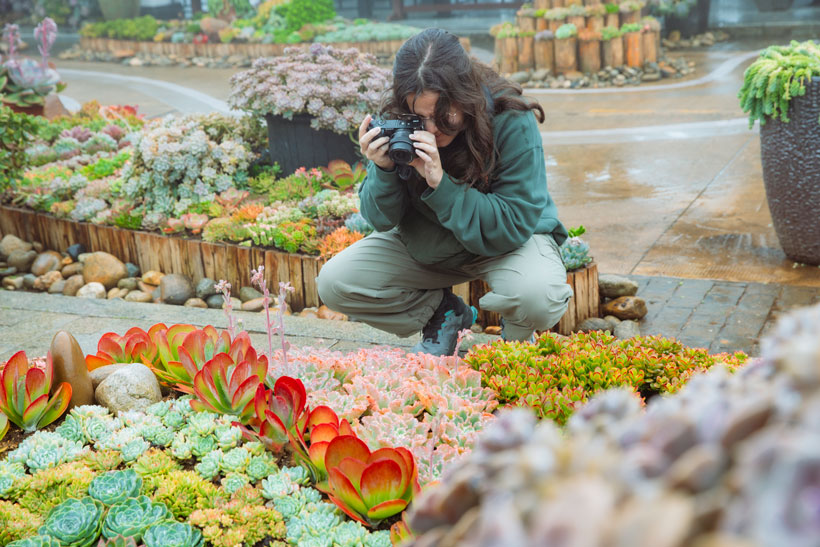 Du khách trải nghiệm Lễ hội Mùa Đông và Lễ hội Hoa Sen đá 2025 ở Sa Pa. Ảnh: Phạm Quỳnh 