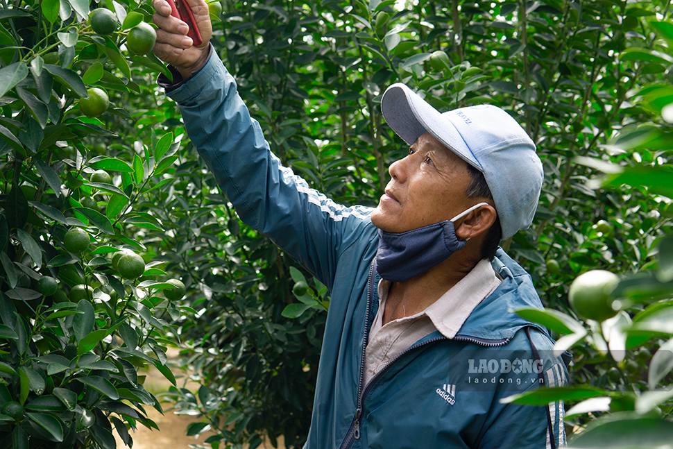 Da Nang kumquat farmers are busy taking care of their trees. Photo: Thanh Huyen