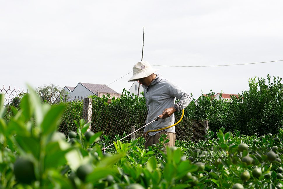 Nong dan Da Nang tat bat phun thuoc phong benh cho quat canh. Anh: Thanh Huyen
