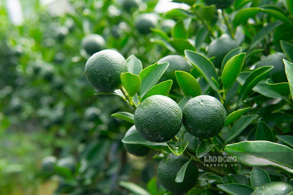 Sau mua lu, nguoi trong quat canh o phuong Hoi An Tay vua khac phuc thiet hai, vua lo phong dich benh de kip vu Tet. Anh: Thanh Huyen