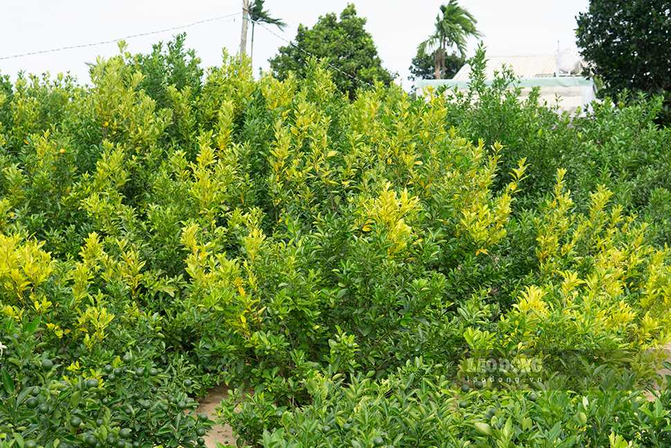 Nhieu cay quat canh giong ngam trong nuoc lau ngay se bi vang la. Anh: Thanh Huyen