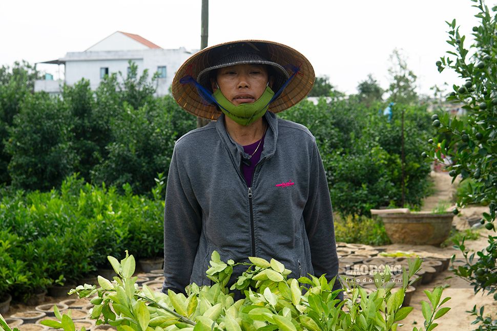 Nguon von bo ra cho ca vu quat canh Tet la rat lon nen nguoi dan phai cham cay, phun thuoc phong benh. Anh: Thanh Huyen