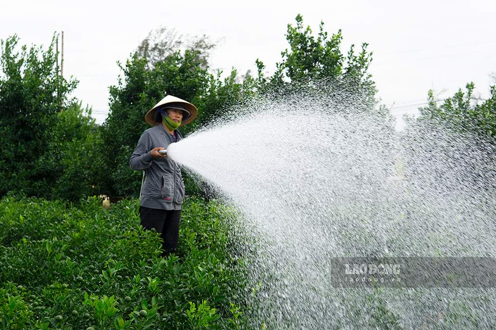 Nguoi dan hy vong vu quat canh Tet nam nay dat ket qua tot de bu lai nhung kho khan sau bao lu. Anh: Thanh Huyen