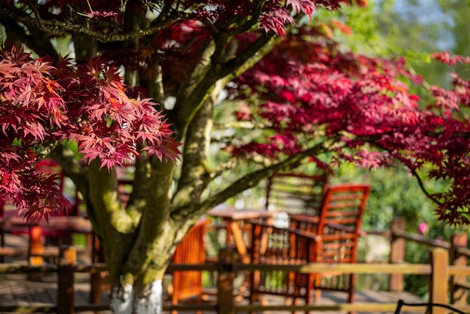 Cay la phong do bung len nhu mot ngon lua am ap giua tiet troi se lanh. Anh: Sapa By Night