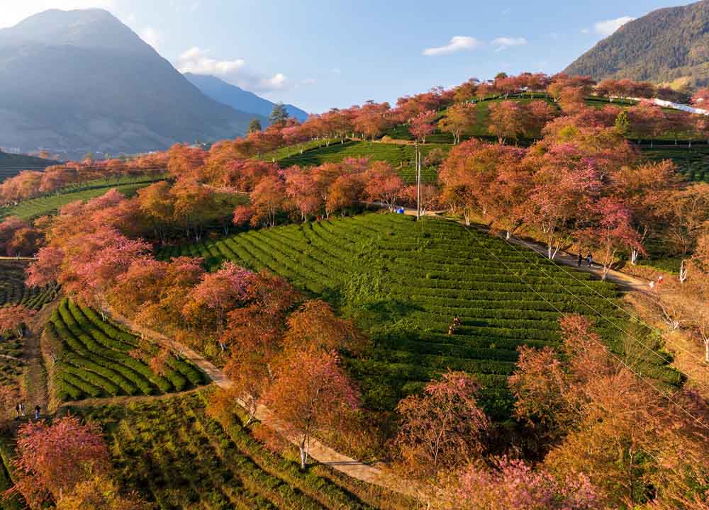 Mai anh dao bung no sac hong ruc ro, nhuom hong khap nhung con duong. Anh: Nguyen Sanh Quoc Huy