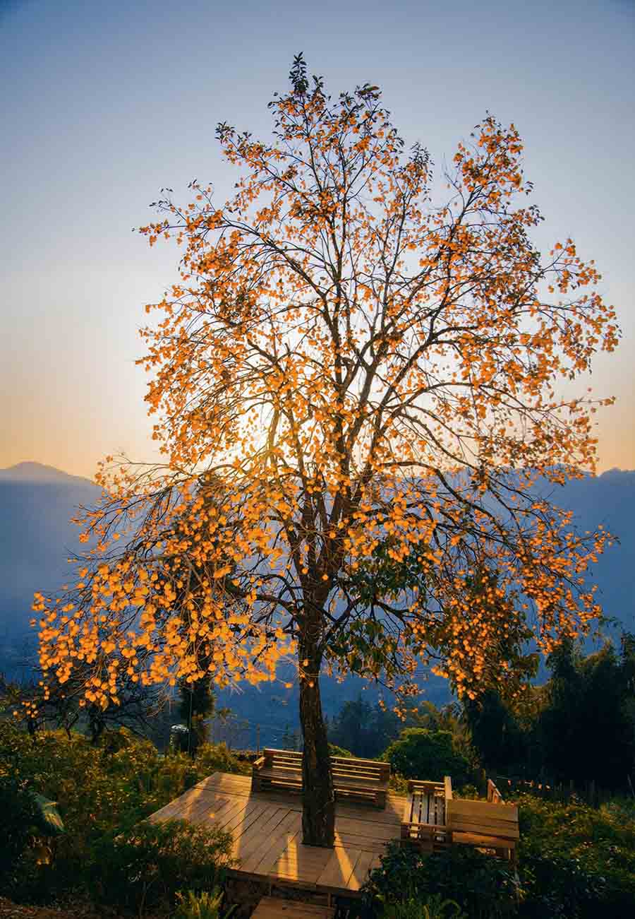Tung chum qua sum sue, nang triu treo lo lung tao nen mot khung canh no du hut mat. Anh: Mat Pet Farm