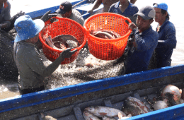 Agricultores cosechando pescado en arrozales
