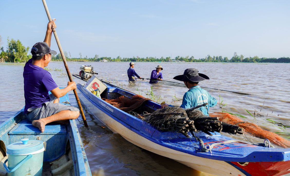 Mo hinh nuoi ca ruong lua giup nong dan thich ung voi lu, giam chi phi san xuat. Anh: Phuong Anh