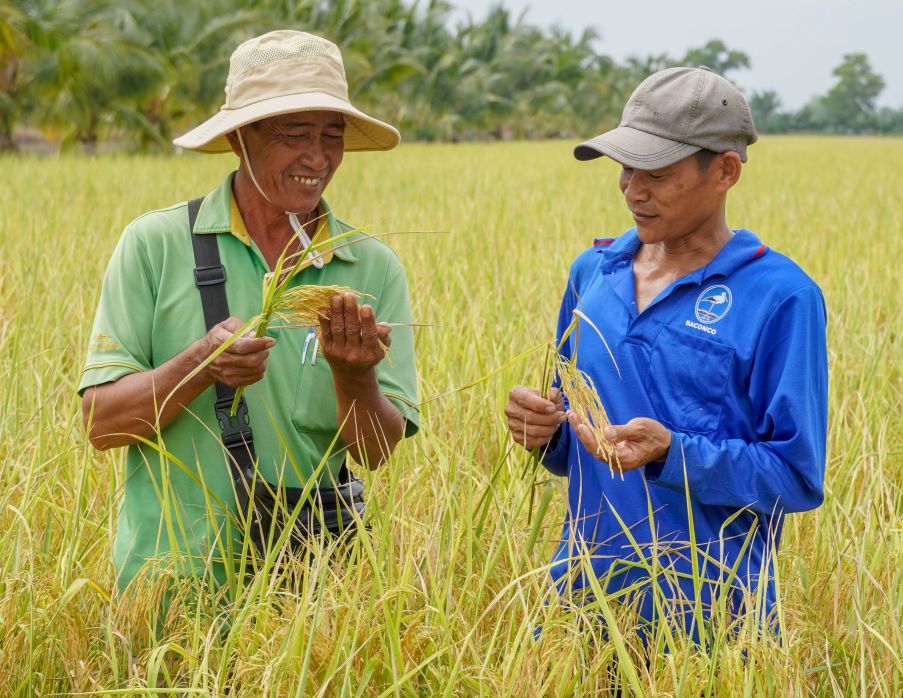 Mo dau vu thu hoach, niem vui hien ro tren guong mat cua nhung nguoi nong dan ky cuu. Giong lua ST25 – “top” dau the gioi – mot lan nua khang dinh gia tri tren dat Can Tho. Ong Le Minh Chi (trai) – To truong To hop tac 30/4 cung thanh vien kiem tra nhung bong lua ST25 chin vang, hat chac may. “Cay lua ST25 rat cung cap, khang benh tot nen chi phi phan thuoc giam dang ke“, ong Chi phan khoi cho biet.