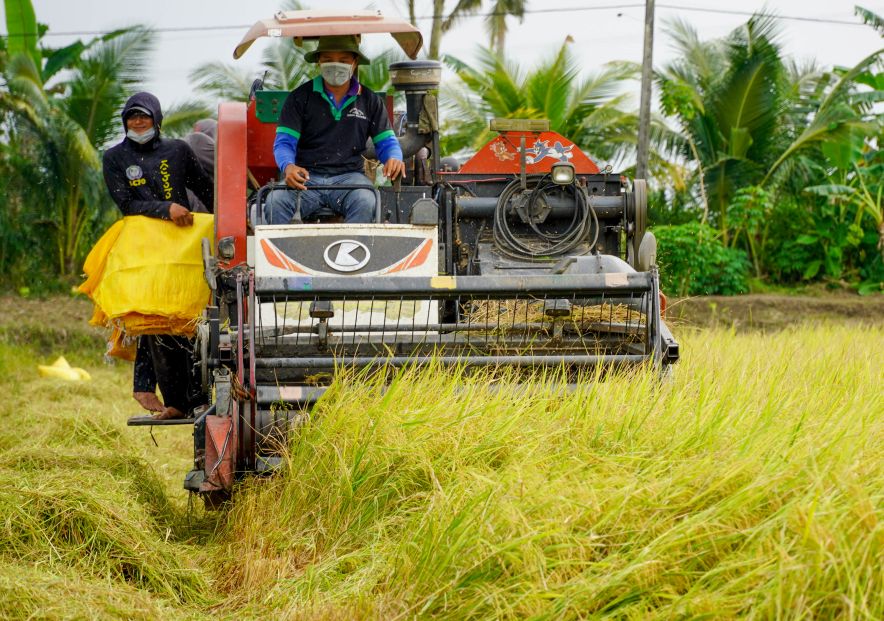 Chiec may gat dap lien hop bang bang thu hoach lua mo dau cho mot ngay thu hoach day nang suat.