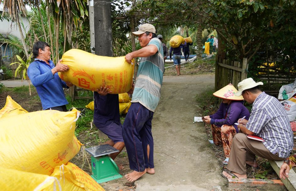Voi mo hinh lien ket bao tieu, gia lua duoc doanh nghiep cam ket ngay tu dau vu, tao su an tam tuyet doi. Canh can duoi su giam sat chat che cua nong dan va dai dien doanh nghiep.