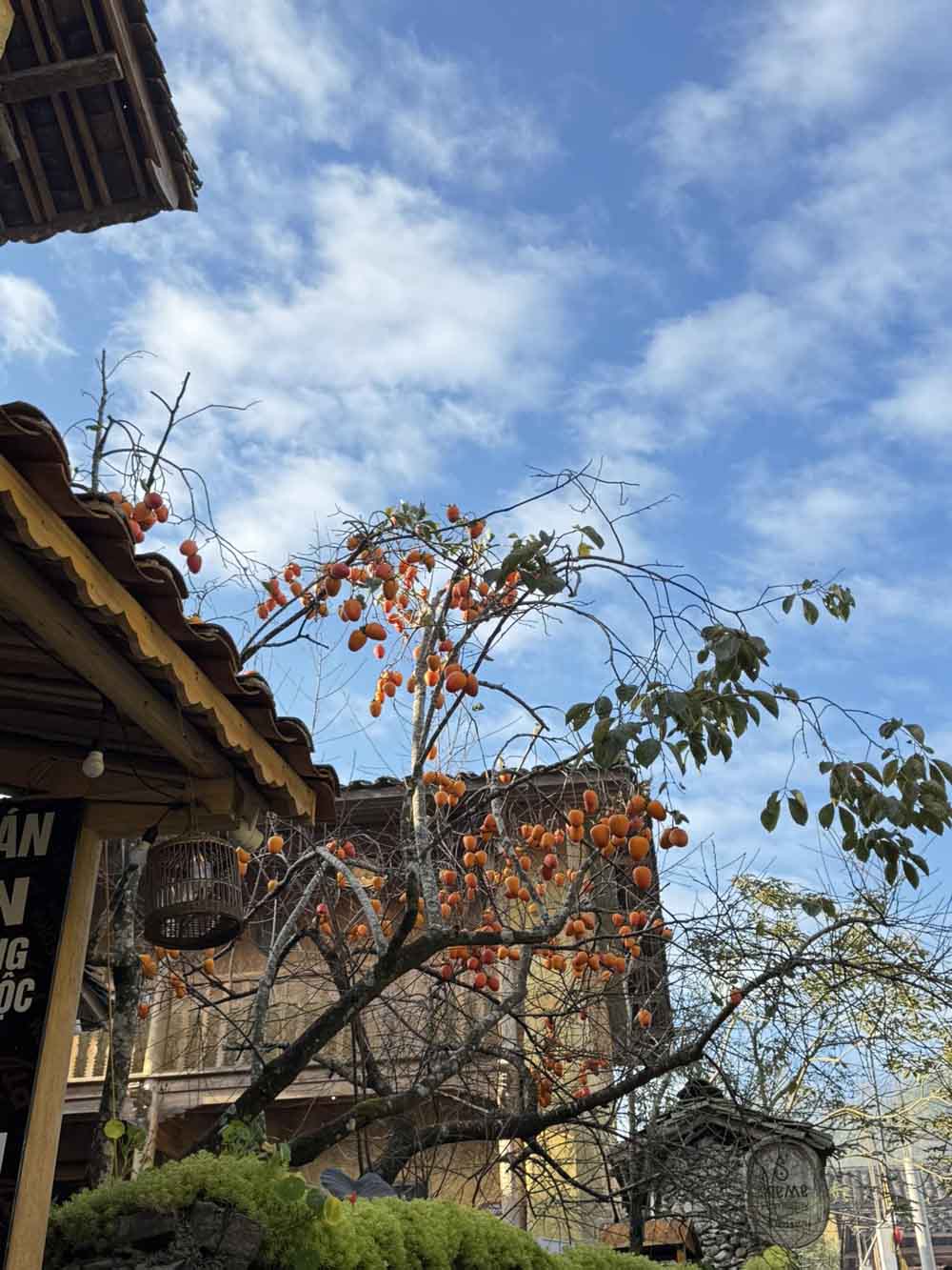 Cay hong quoc dan o lang Lo Lo Chai. Anh: Vu Quang Minh