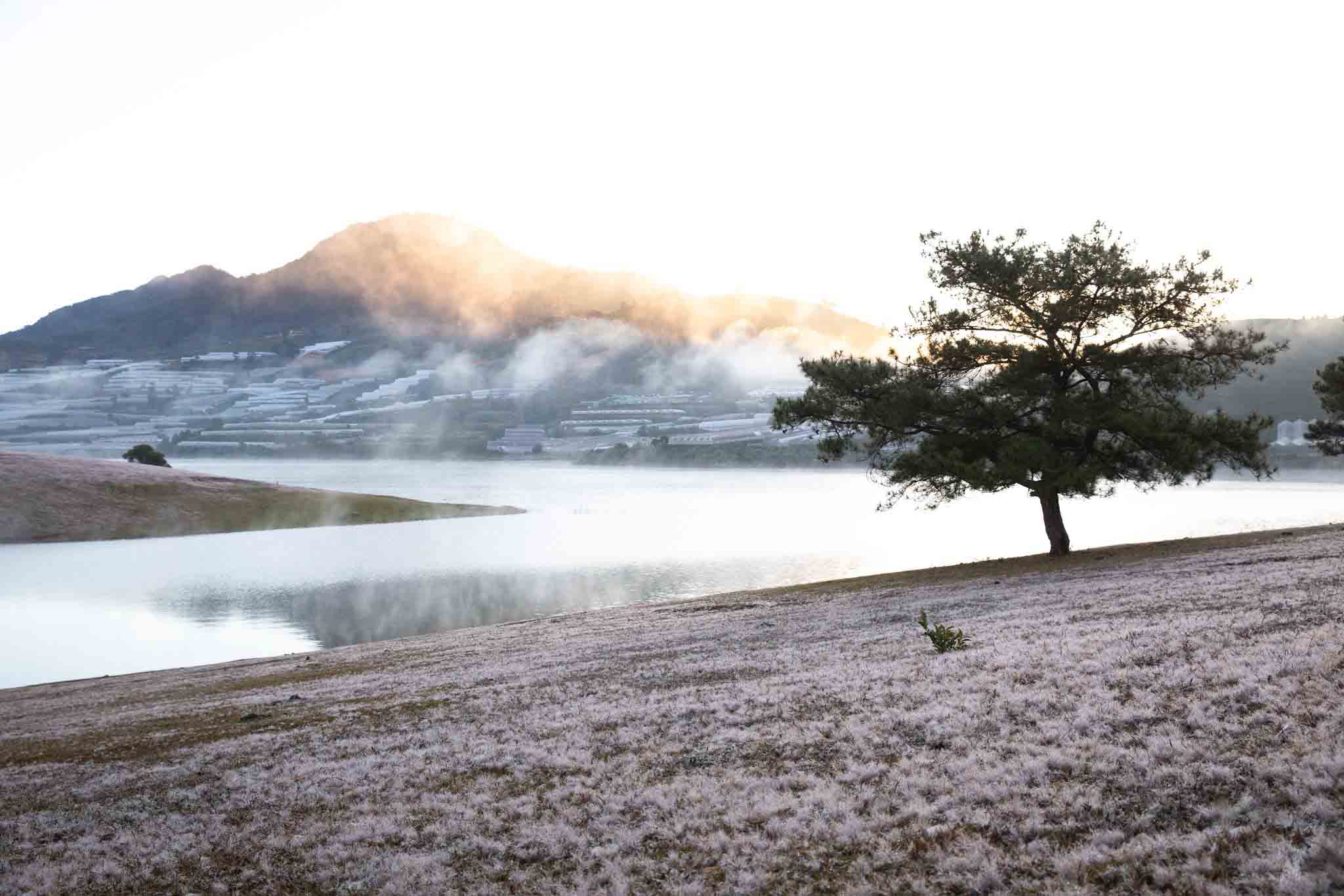 Nếu bạn là người yêu thích vẻ đẹp hoang dã và không ngại thử thách, đồi cỏ hồng khu vực Cây Thông Cô Đơn sẽ là một lựa chọn tuyệt vời. Nơi đây sở hữu khung cảnh đầy phóng khoáng với hồ nước trong xanh và đàn ngựa thong dong đi dạo. Tuy nhiên, đường đến đây khá khó tìm, bạn có thể đi theo Google Map hoặc đi cùng người bản địa có kinh nghiệm để tránh bị lạc.