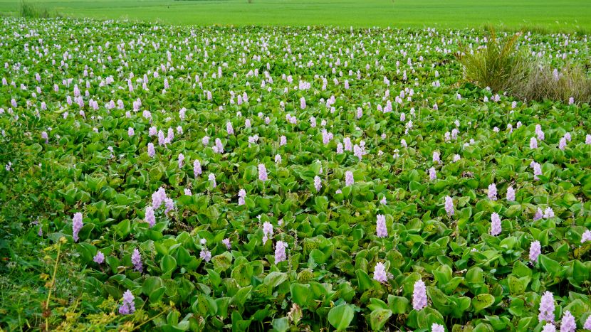 Thoi diem giao mua, mien Tay khoac len minh ve dep yen binh. Tren nhung con kenh, ao ho khi nuoc rut dan, luc binh no tim tao nen khung canh tho mong, lang man.