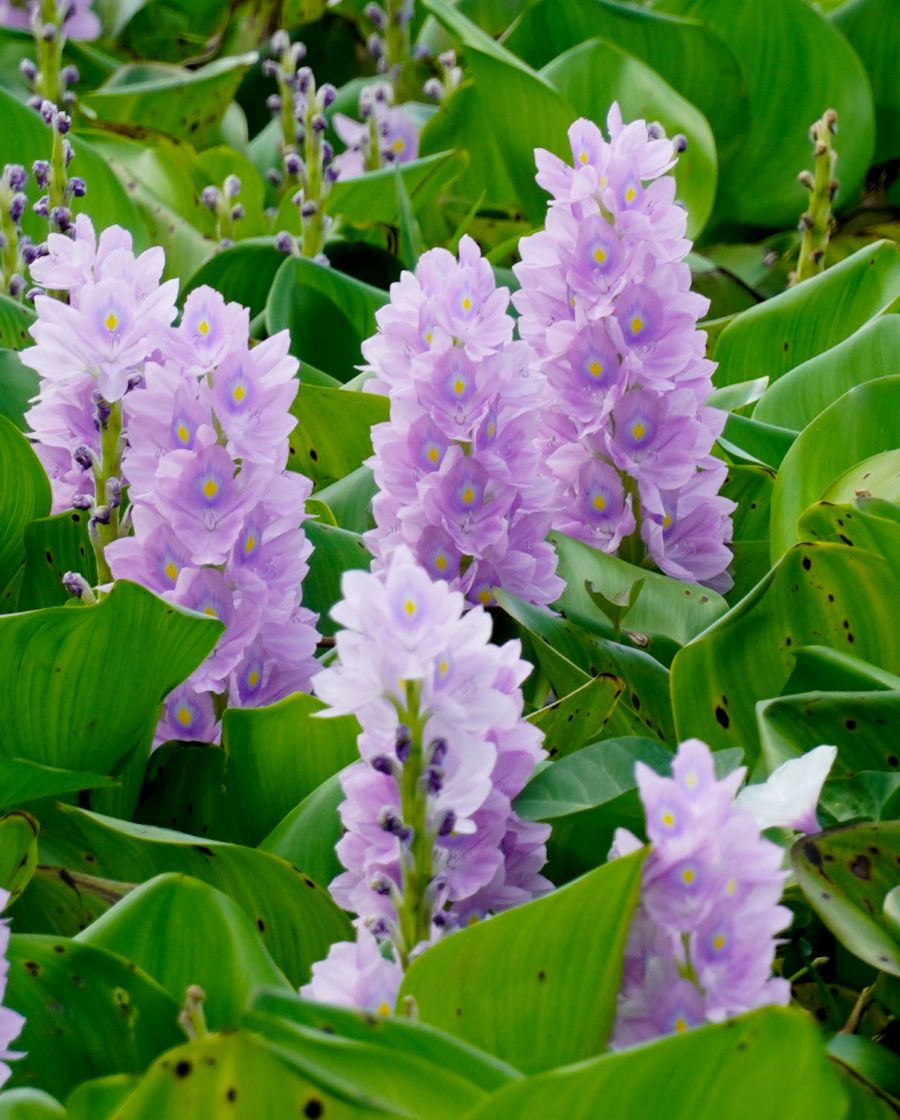 Hoa luc binh la phan non nhat cua cay, nguoi dan mien Tay thuong dung an tuoi voi cac mon ca kho, mam kho hay lau.