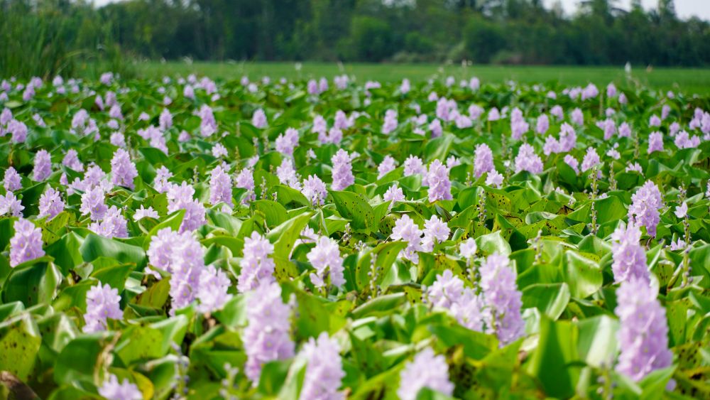 Hoa co mau tim nhat, diem vang o giua, canh mong manh. Hoa luc binh khong co huong thom, canh rat mong, thuong no nhanh roi chong tan.