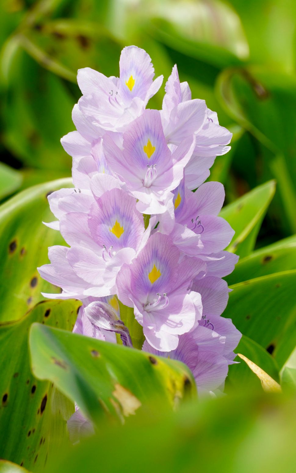 Luc binh (hay con goi la beo Tay) la loai cay thuy sinh co suc song manh, de thich nghi voi moi truong nuoc ngot o dong bang song Cuu Long. Luc binh thuong no ro vao thoi diem giao mua, khi thoi tiet kho rao hon, nang nhieu va dong nuoc lang